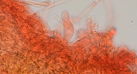 Inocybe pseudodestricta